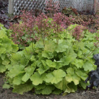 HEUCHERA - Primo Pretty Pistachio