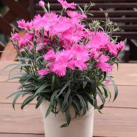 DIANTHUS - Suntory Pink