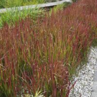 IMPERATA - Red Baron