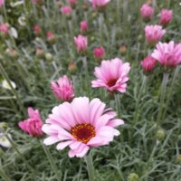 LEUCANTHEMUM - African Rose