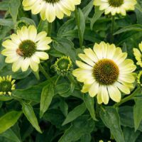 ECHINACEA PRIMA - Lime