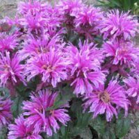 MONARDA LEADING - Lady Orchid