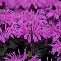 MONARDA LEADING - Lady Plum