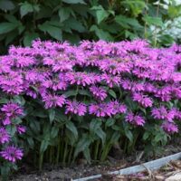 MONARDA LEADING - Lady Plum