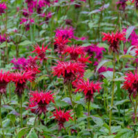 MONARDA - Fireball