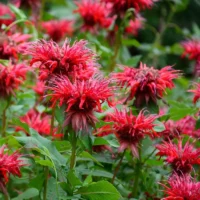 MONARDA - Fireball