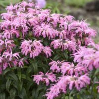 MONARDA ELECTRIC - Neon Coral