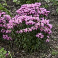 MONARDA ELECTRIC - Neon Coral