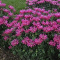 MONARDA ELECTRIC - Neon Pink