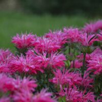 MONARDA ELECTRIC - Neon Pink