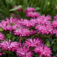 MONARDA ELECTRIC - Neon Pink