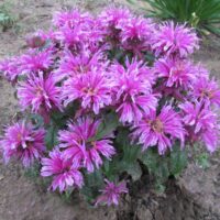 MONARDA LEADING - Lady Orchid