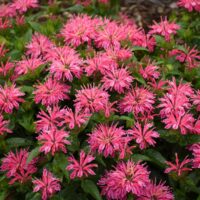 MONARDA LEADING - Lady Pink