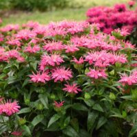 MONARDA LEADING - Lady Pink