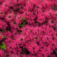 MONARDA LEADING - Lady Razzberry