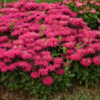 MONARDA LEADING - Lady Razzberry