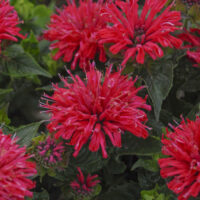 MONARDA - Pardon My Cerise