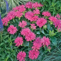 MONARDA - Pardon My Pink