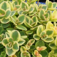 SEDUM SUNSPARKLER - Lime Twister