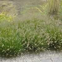 PENNISETUM - Little Bunny