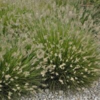 PENNISETUM - Little Bunny