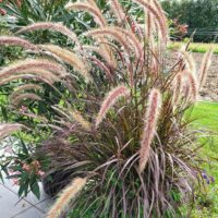 PENNISETUM - Rubrum