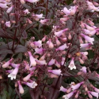 PENSTEMON - Dark Tower