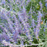 PEROVSKIA - Russian Sage