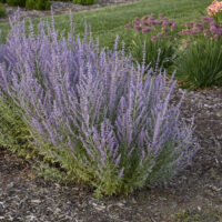 PEROVSKIA - Russian Sage