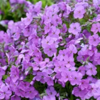 PHLOX Subulata - Purple Sprite