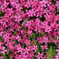 PHLOX Subulata - Scarlet Flame