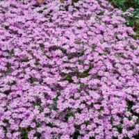 PHLOX Subulata - Fort Hill