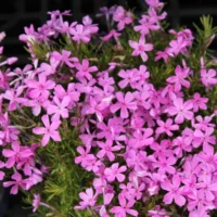 PHLOX Subulata - Emerald Pink