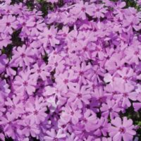 PHLOX Subulata - Fort Hill