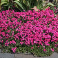 PHLOX Subulata - Scarlet Flame