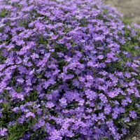 PHLOX Subulata - Crater Lake