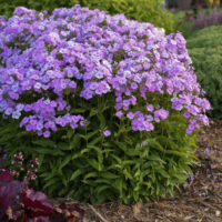 PHLOX Paniculata - Opening Act Blush