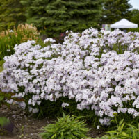 PHLOX Paniculata - Opening Act Pink-A-Dot