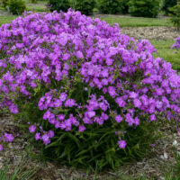 PHLOX Paniculata - Opening Act Romance