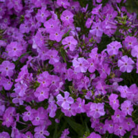 PHLOX Paniculata - Opening Act Romance