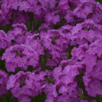 PHLOX Paniculata - Opening Act Ultrapink