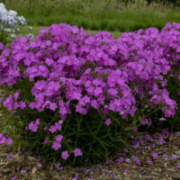 PHLOX Paniculata - Opening Act Ultrapink