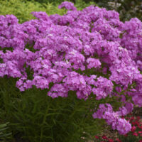 PHLOX Paniculata - Opening Act Ultrapink