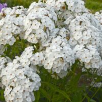 PHLOX Paniculata - Opening Act White