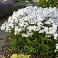 PHLOX Paniculata - Opening Act White