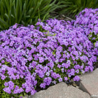 PHLOX Subulata - Purple Sprite