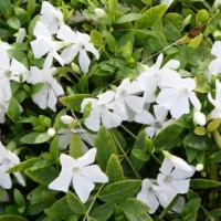 VINCA Minor - Ms.Jekyll White