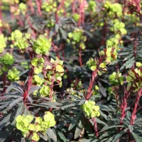 EUPHORBIA - Amygdaloides Purpurea