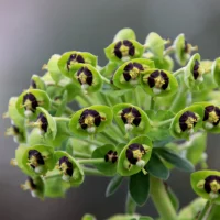 EUPHORBIA - Black Pearl