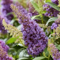 BUDDLEJA BUTTERFLY CANDY - Little Lila